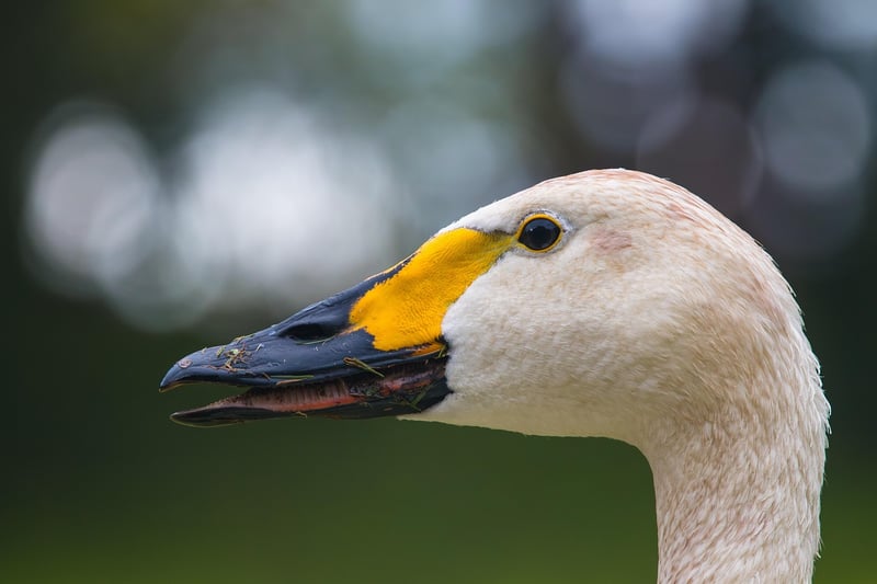 Bird Feeder